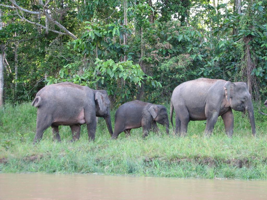 Bilit Adventure Lodge Luaran gambar